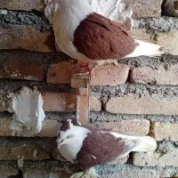 توپ کفش افشون پشت شااخدار