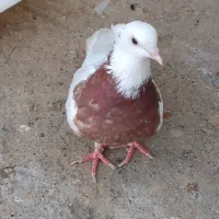 کفتر یا کبوتر طوقی ماده