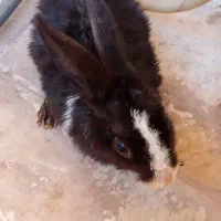 خرگوش مشکی سالم