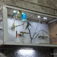 پرنده مرغ عشق