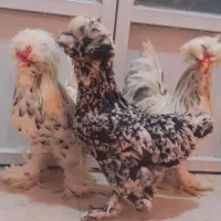 تخم مرغ سلطان|حیوانات مزرعه|ورامین, ورامین|دیوار