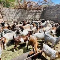 گوسفند کوچیک به بزرگ