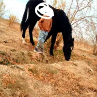 اسب دره شور