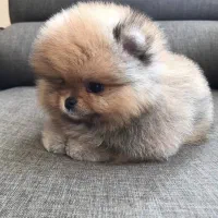 توله پامرین