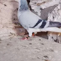 کفتر|پرنده|نیشابور, سرآب کوشک|دیوار