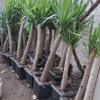 یوکا تنه وچندتا سوکا تنه