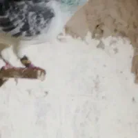کبوتر