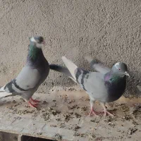 یک جفت کبوترابلق سبز سلامت و پرشی|پرنده|شهریار, شهرک مصطفی خمینی|دیوار