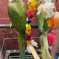 جفت شاه طوطی ملنگو مولد سالم سالم|پرنده|تهران, تهرانپارس شرقی|دیوار