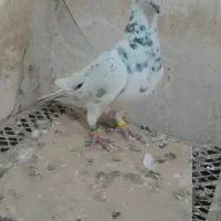 کفتر .سبز. سار هفترنگ ‌.سار سرخ