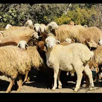 گوسفند وبره نر چاق گوشتی جهت مراسمات|حیوانات مزرعه|قزوین, |دیوار