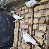 کفتر کفتر|پرنده|شیراز, حجت آباد|دیوار