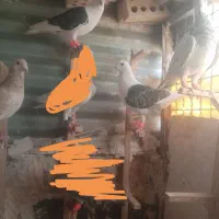 کبوتر پرشی|پرنده|مشهد, سجادیه|دیوار