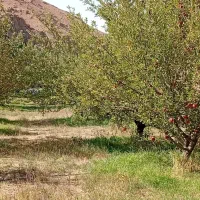 فروش باغ ۳۰۰۰ متری زیبا و پربار در نزدیکی فیروزکوه|فروش دفتر صنعتی، کشاورزی، تجاری|فیروزکوه, |دیوار