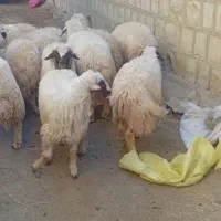 بره فروش|حیوانات مزرعه|گچی, |دیوار