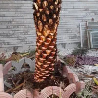 قطع نخل بریدن نخل هرس نخل گردافشانی سمپاشی باغبانی|خدمات باغبانی و درختکاری|اهواز, گلستان|دیوار