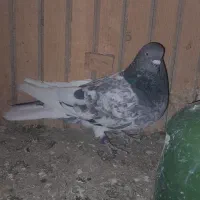 کبوتر|پرنده|پاکدشت, حصار امیر|دیوار