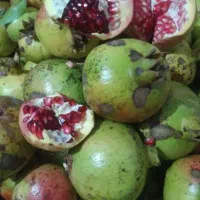 انارترش محلی