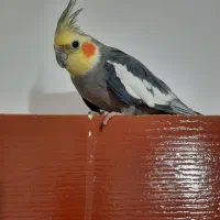 عروس هلندی نیمه دستی