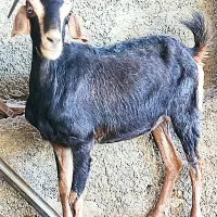 4بز،آبستن جوان نزدیک،دور نژاد دو قلو زا