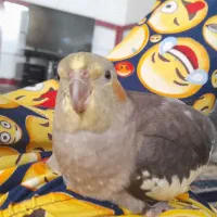 عروس هلندی