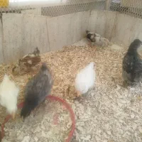 جوجه گلین