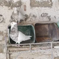 جفت طوق آجری کرمانشاهی بالغ