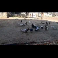 کبوتر جفتی ۶۰۰|پرنده|کرخه, |دیوار