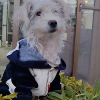 سگ شیتزو واکسن زده