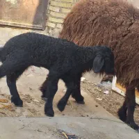 گوسفند مطفل با بره ماده یک ماهه|حیوانات مزرعه|بندر ماهشهر, |دیوار