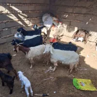 بز با کهره جنسی