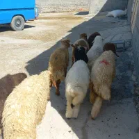 ۸ بره شیرمس مناسب پروار کاور یکدست