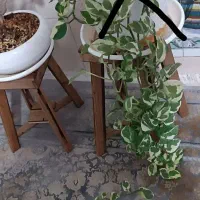 گل و گیاه آپارتمانی