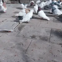 یه تعداد کبوتر|پرنده|فشم, |دیوار