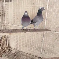 کبوتر پلاکی|پرنده|مسجد سلیمان, |دیوار