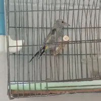 جوجه سهره