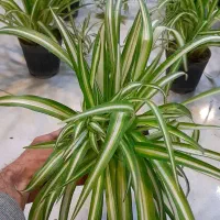 گل گندمی گلدان 14|گل و گیاه طبیعی|قم, نیروگاه|دیوار