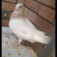کفتر گم شوده
