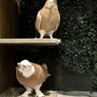 کفتر شازده زرد|پرنده|تهران, پونک|دیوار