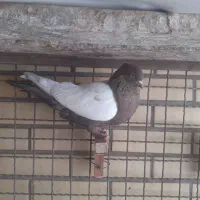 سینه ای دمسفید