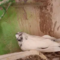 کبوتربلند