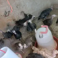 جوجه بوقلمون ۲ ماه|پرنده|کبودرآهنگ, |دیوار