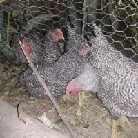 مرغ و خروس|پرنده|اصفهان, کوی امیریه|دیوار