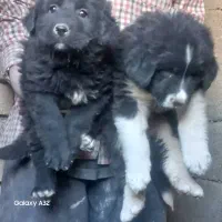 توله سگ قدرجونی|سگ|اصفهان, سرشبادران|دیوار