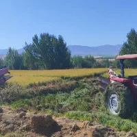 فروش برنج محلی کشت اول