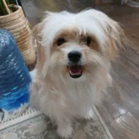 سگ شیتزو|سگ|شاهینشهر, خانه کارگر|دیوار