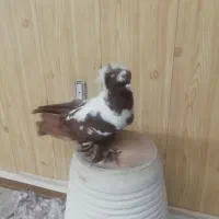 ککلی مایا|پرنده|اردبیل, |دیوار