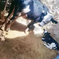 فروش گاو شیری دورگه سیمیکال با گوساله