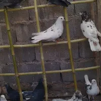 ی جا دونه ۱۰۰