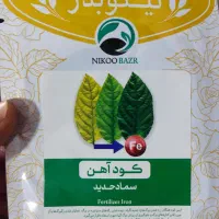 زاموفیلیا سبز|گل و گیاه طبیعی|قم, ولیعصر|دیوار